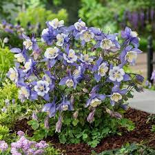 Aquilegia Earlybird  Blue White - кандилка ниска в синьо и бяло , хибрид (1495)